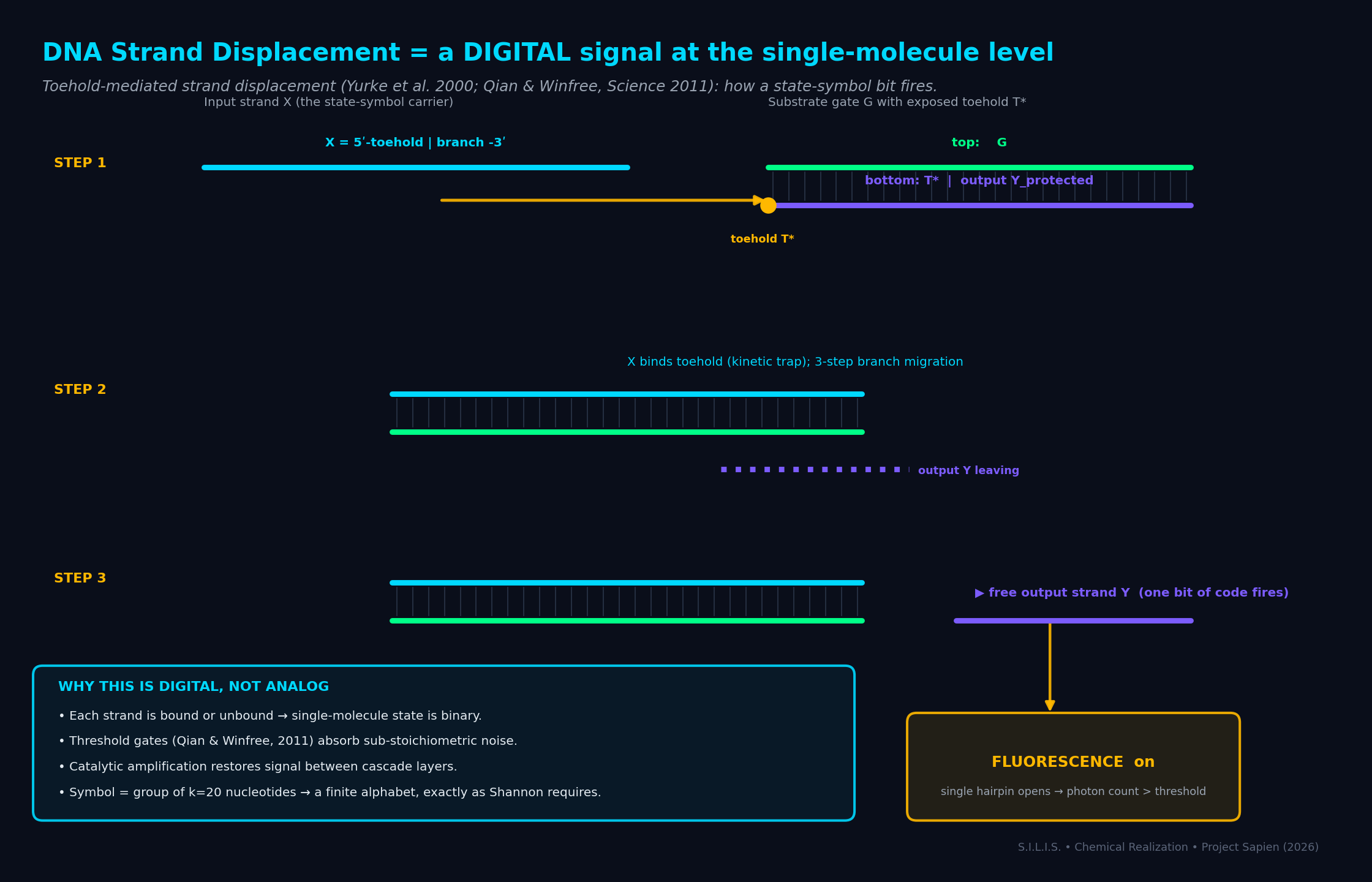 DNA Strand Displacement = Digital Signal